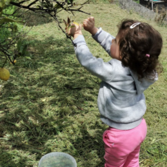 Em jardim relvado, exterior, uma criança brinca com os ramos de uma pequena árvore ou arbusto.
