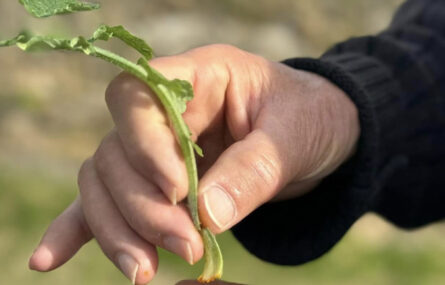 Plano aproximado de uma mão direita (com uma planta) a espalhar algo em tom alaranjado na mão esquerda.