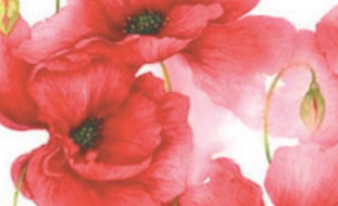 Banner composto por pintura de flores vermelhas (designadas papoilas longas).
